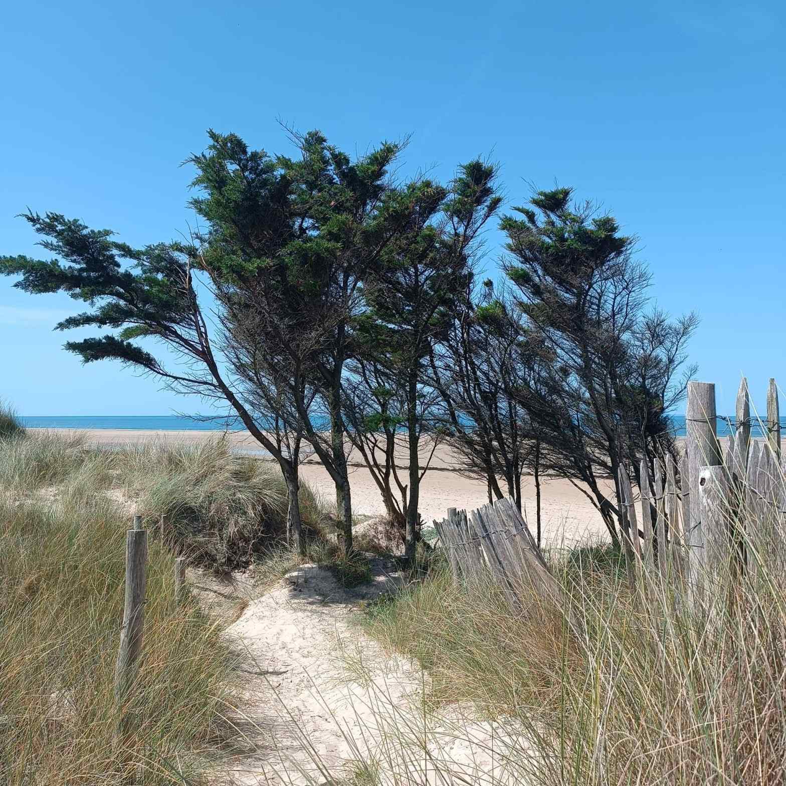 Dunes d'Hatainville Cotentin 1